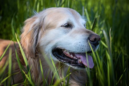 Golden retriever portrait