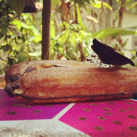 Butterfly on an old banana の素材