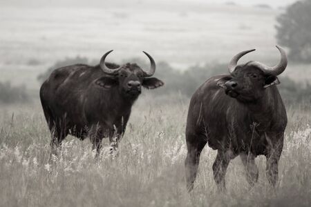 Buffalo in South Africaの写真素材