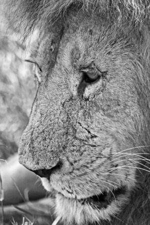 Portrait of the king of the animal kingdomの写真素材