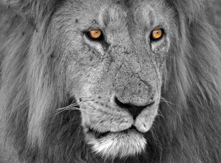 The penetrating eyes of the king of the animal kingdom, the lion