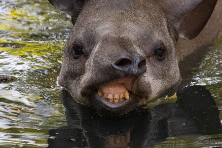 Mother's most beautiful, the tapirの写真素材