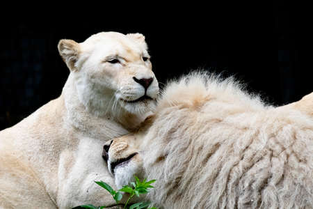 Two rare white lions give each other a hug and affectionの写真素材