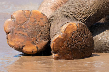 This elephant is waiting for a nice pedicureの写真素材