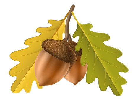 Realistic acorn with yellow oak leaf. Vector illustration isolated on white for fall and autumn nature design