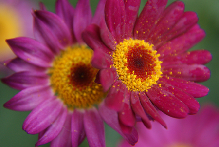 The colorful world of flowersの写真素材