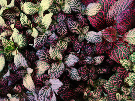 greenleafの写真素材