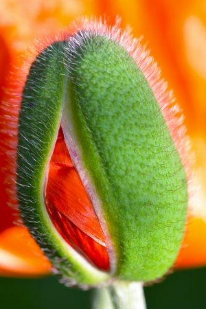 Poppyの写真素材