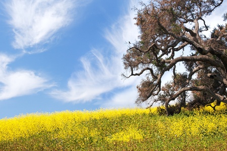 An old oak tree with a field of mustard plants.の写真素材