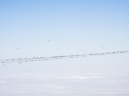Birds resting on high tension power lines overlooking a fogged-in Pacific ocean   The lines are...