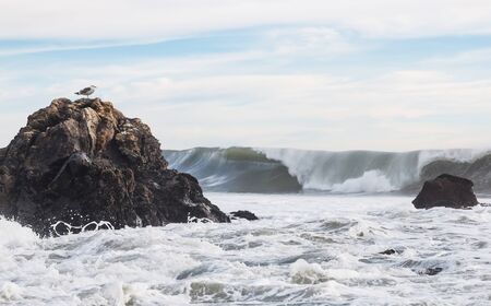 Large Pacific surf along the central coast of California on an overcast winter afternoon with a seagull watching.の写真素材