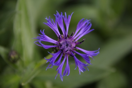 Cornflowerの写真素材