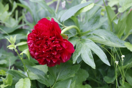 Pfingstroseの写真素材