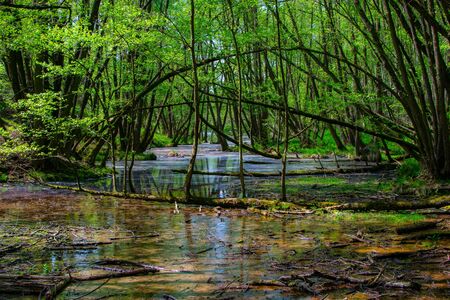 The Wetlandの写真素材