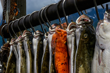 The fish hang on hooks