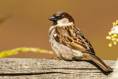 Passer domesticusの写真素材