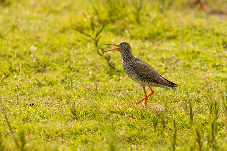 redshank  (Tringa totanus)の写真素材