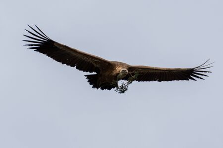 griffon vulture in flight
