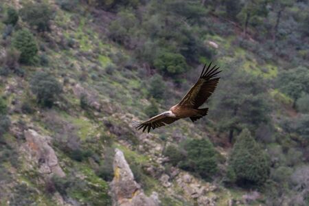 griffon vulture in flightの写真素材