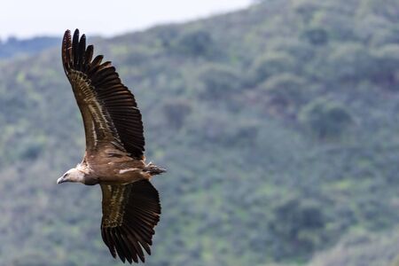 griffon vulture in flightの写真素材