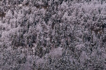 pine trees with snowの写真素材