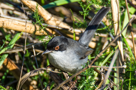 sardinian warbler Extramaduraの写真素材