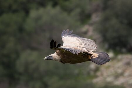 griffon vulture in flightの写真素材