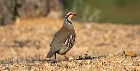 French or red-legged partridgeの写真素材