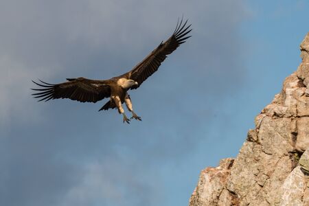 landing griffon vulture in flightの写真素材