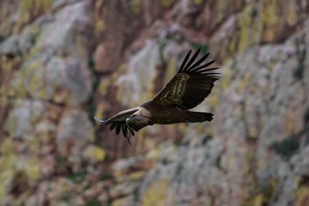 griffon vulture in flightの写真素材