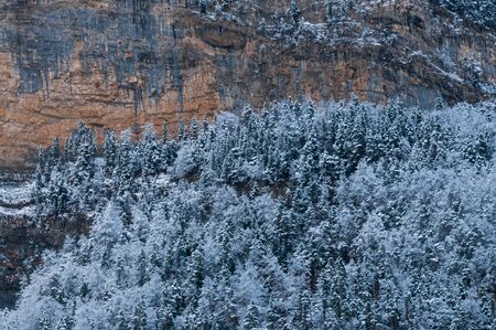 pine trees with snowの写真素材