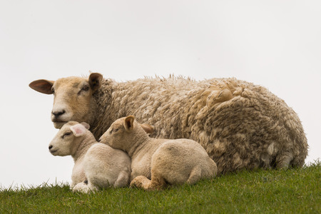 young sheeps graze at the dikeの写真素材