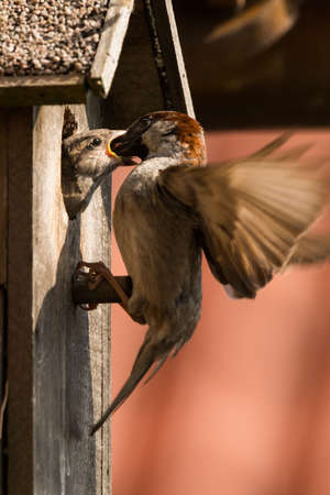 young sparrow at nesting boxの写真素材