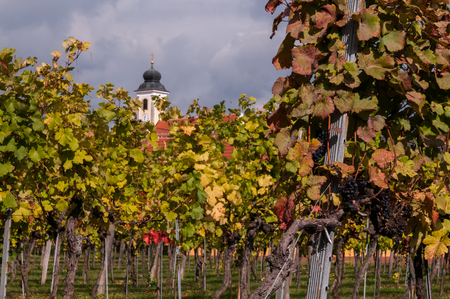 vineyard in Wachauの写真素材