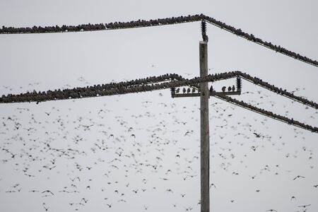 large flocks of starlings sitting on power poleの写真素材