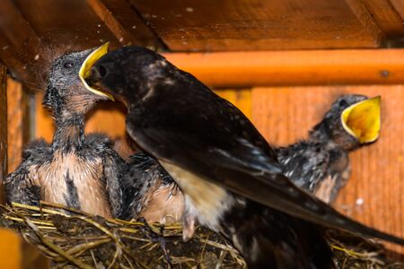 Barn swallowの写真素材