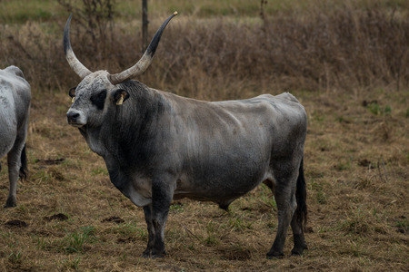 cattle at neusiedler lake austriaの写真素材