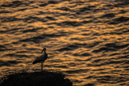 stork at the coastline in  the red sunseの写真素材