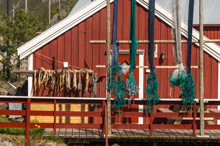air-dried cod stockfish in Norwayの写真素材