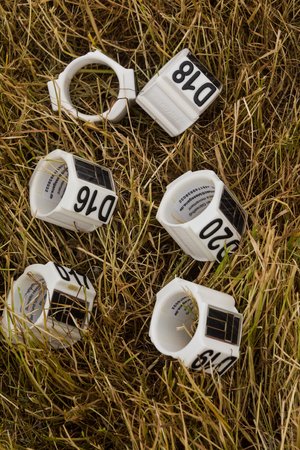 GPS GSM transmitter for monitoring of birdsの写真素材