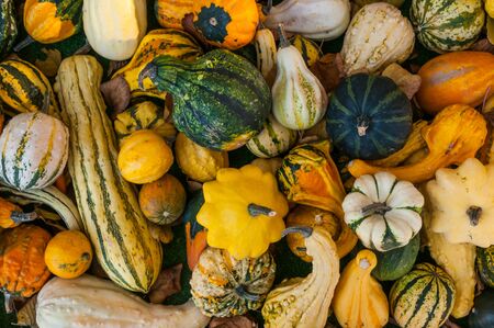 Pumpkinsの写真素材