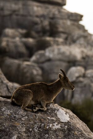 Spanish ibex in Torcal de Antequeraの写真素材