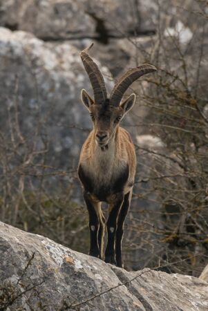Spanish ibex in Torcal de Antequeraの写真素材