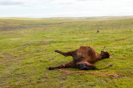 Stillbirth of a cowの写真素材