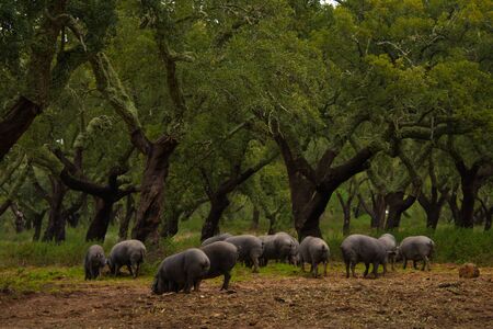 Black pigs under olive treesの写真素材