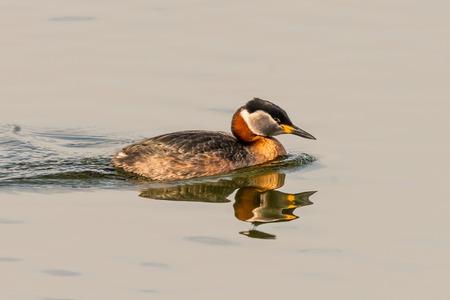 Red-necked grebe swimming on lake Podiceps grisegenaの写真素材
