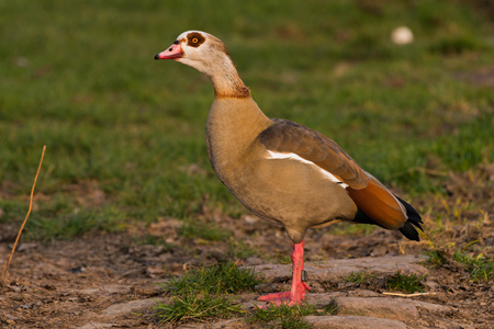 Egyptian goose Alopochen aegyptiacus stting at riverの写真素材