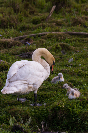 mute Swan with young animalsの写真素材