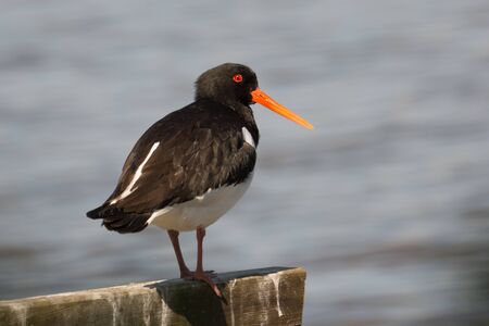 Eurasian oystercatcher Sitting at the lakeの写真素材