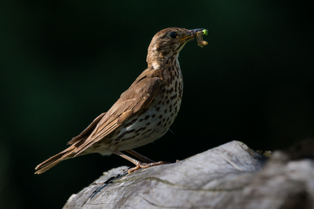 song Thrush with food in beakの写真素材
